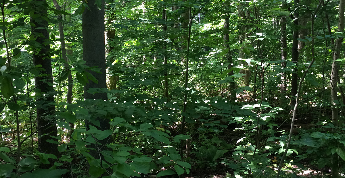 La sympoïèse d’un cercle de lecture ambulatoire